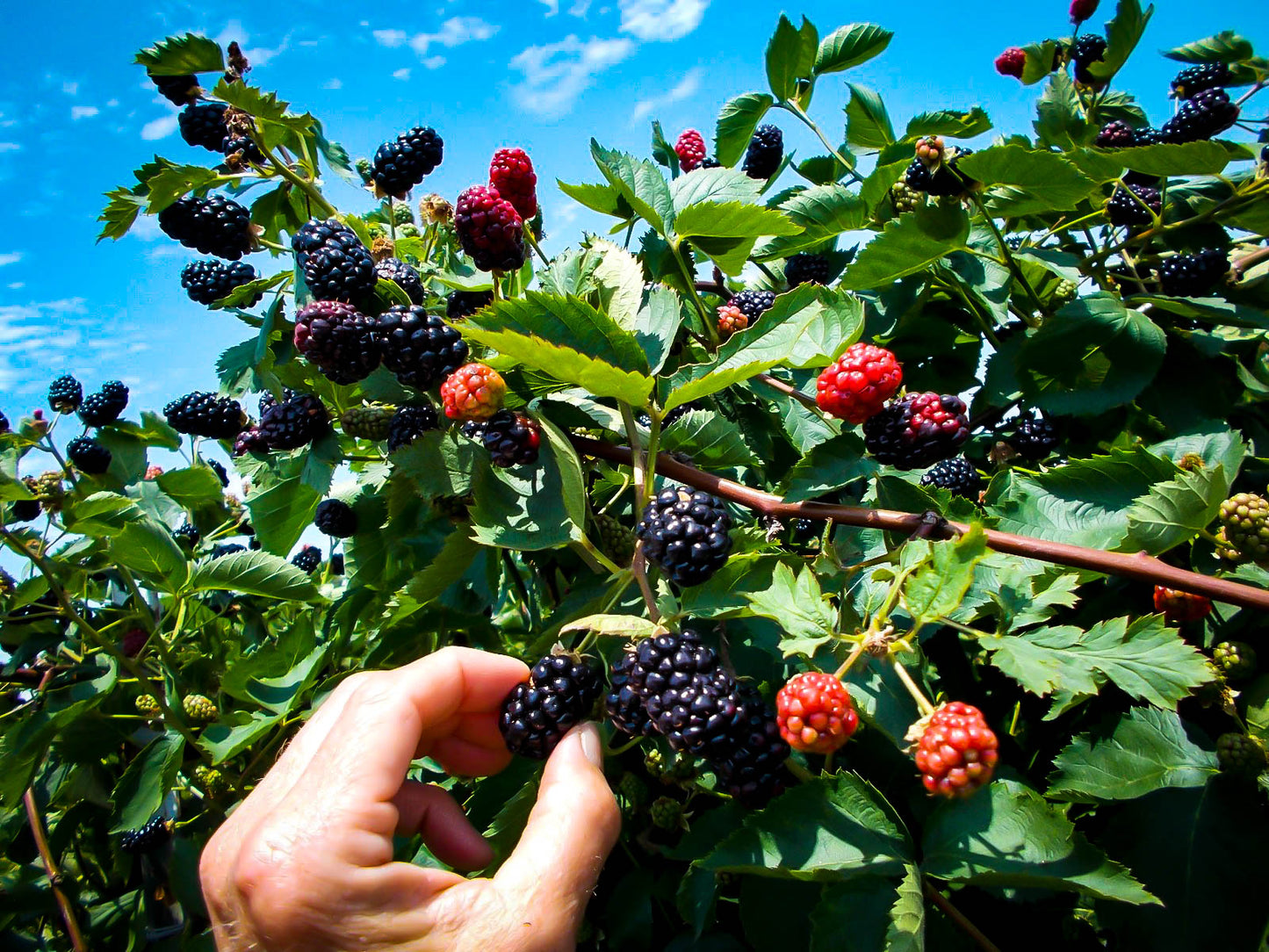 Blackberry Pints