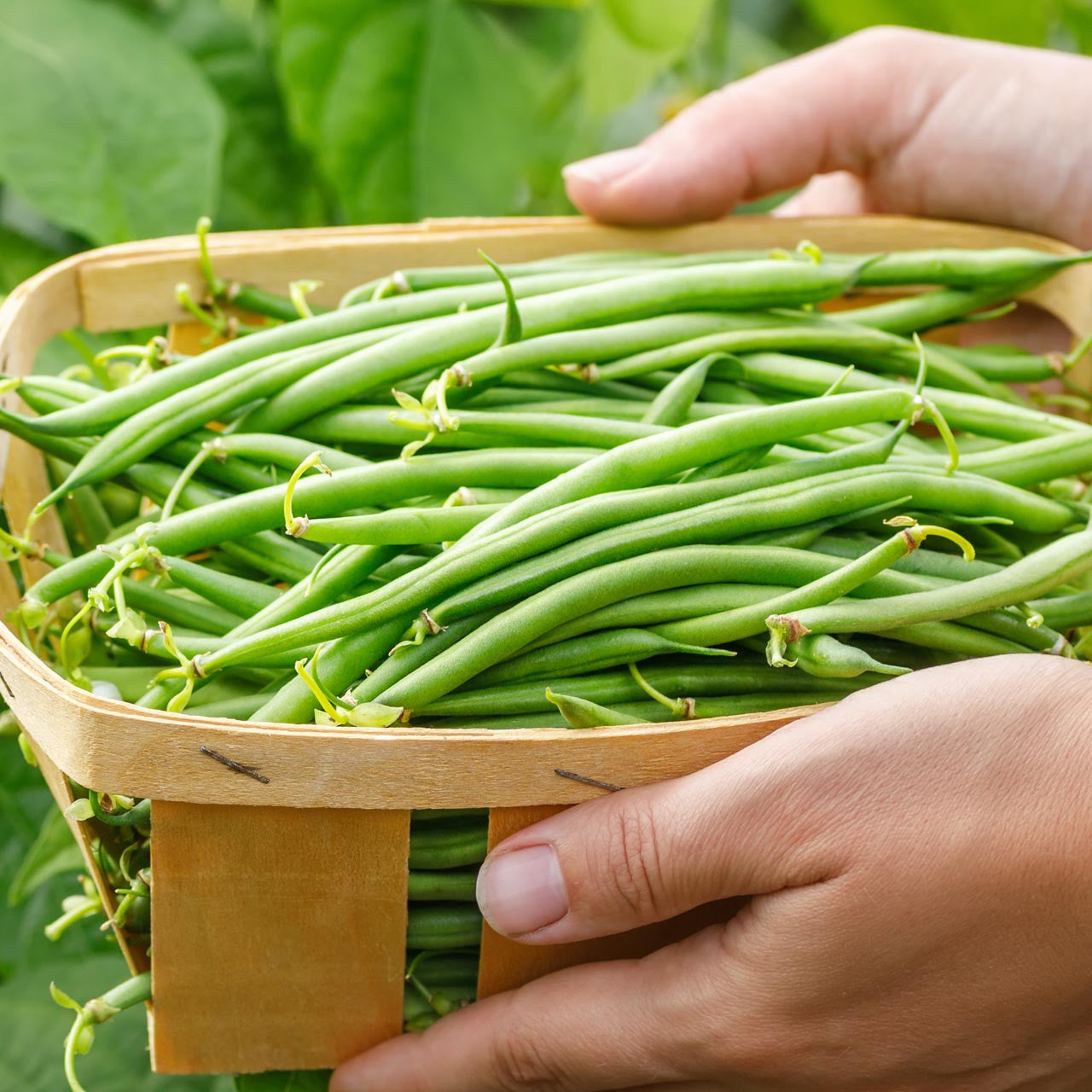 Green Beans