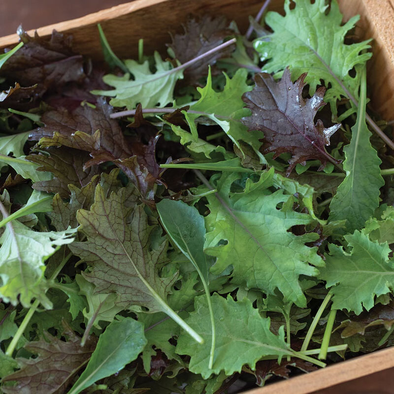 Lettuce