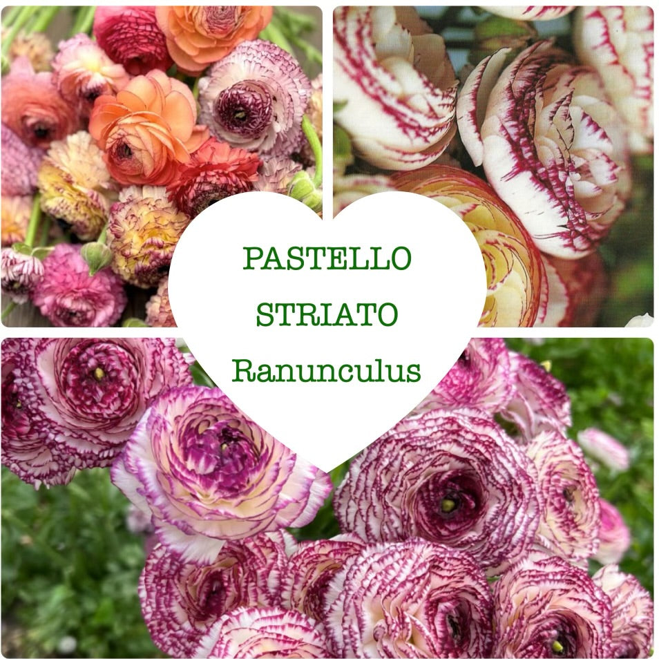 Ranunculus Corm Bundles