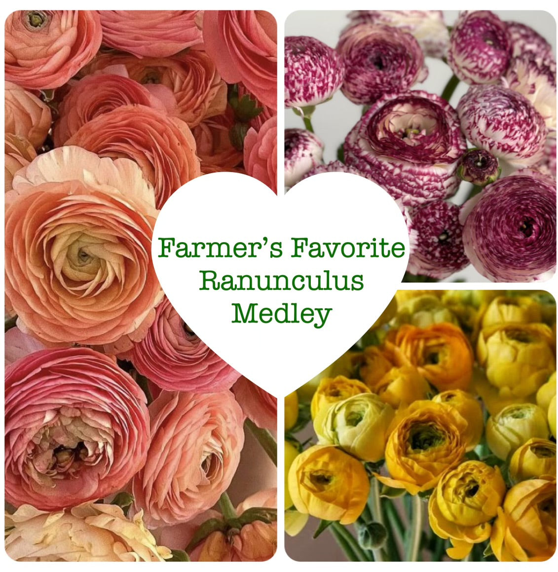 Ranunculus Corm Bundles