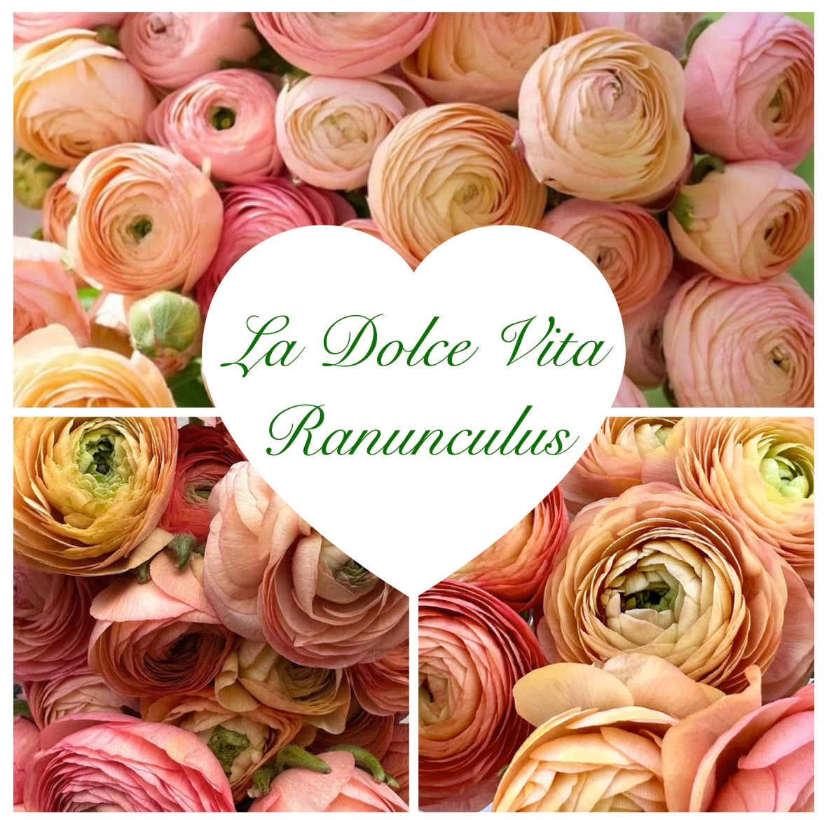 Ranunculus Corm Bundles