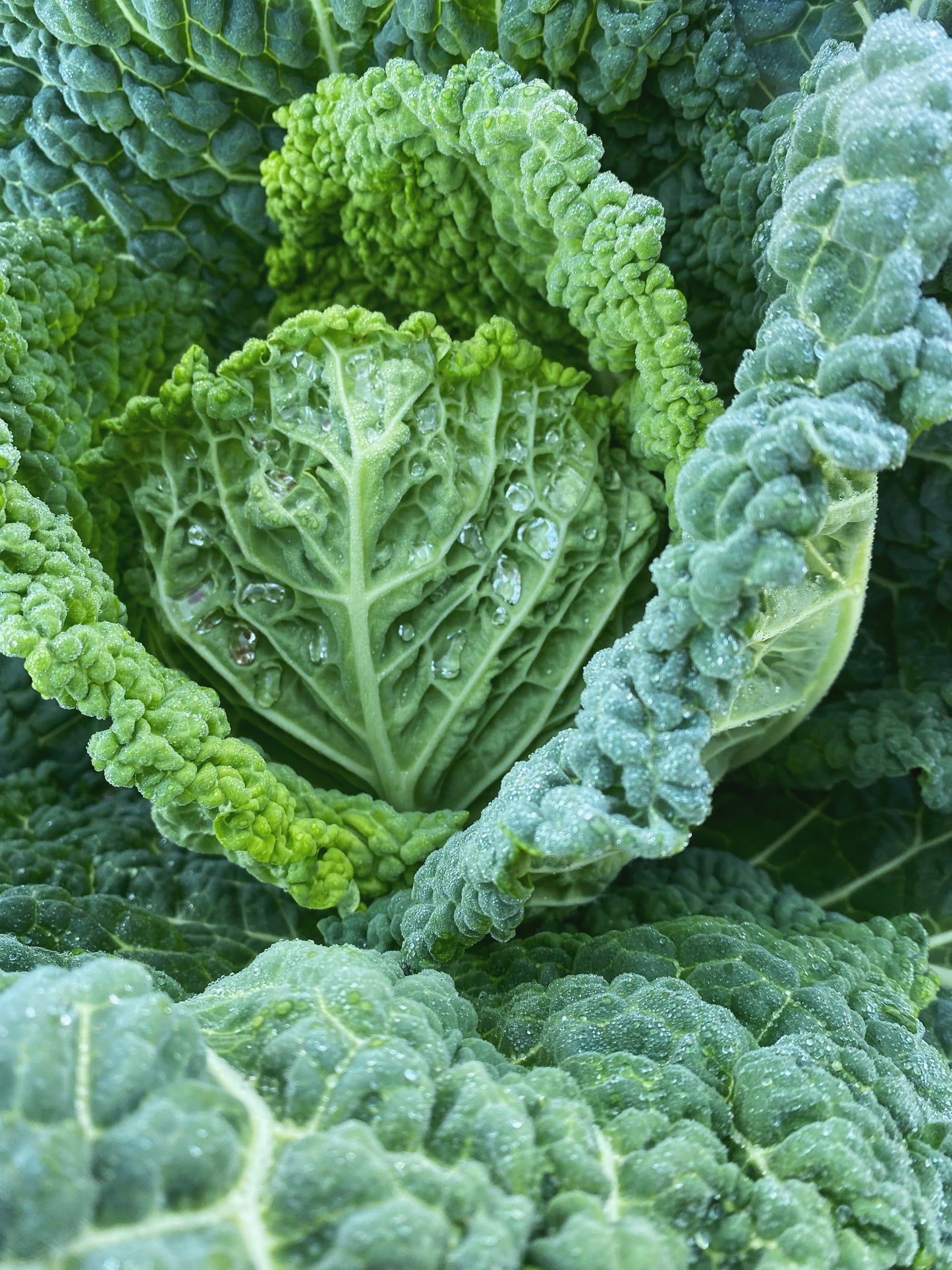 Cabbage