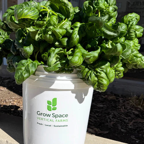 Bunches-o-Basil