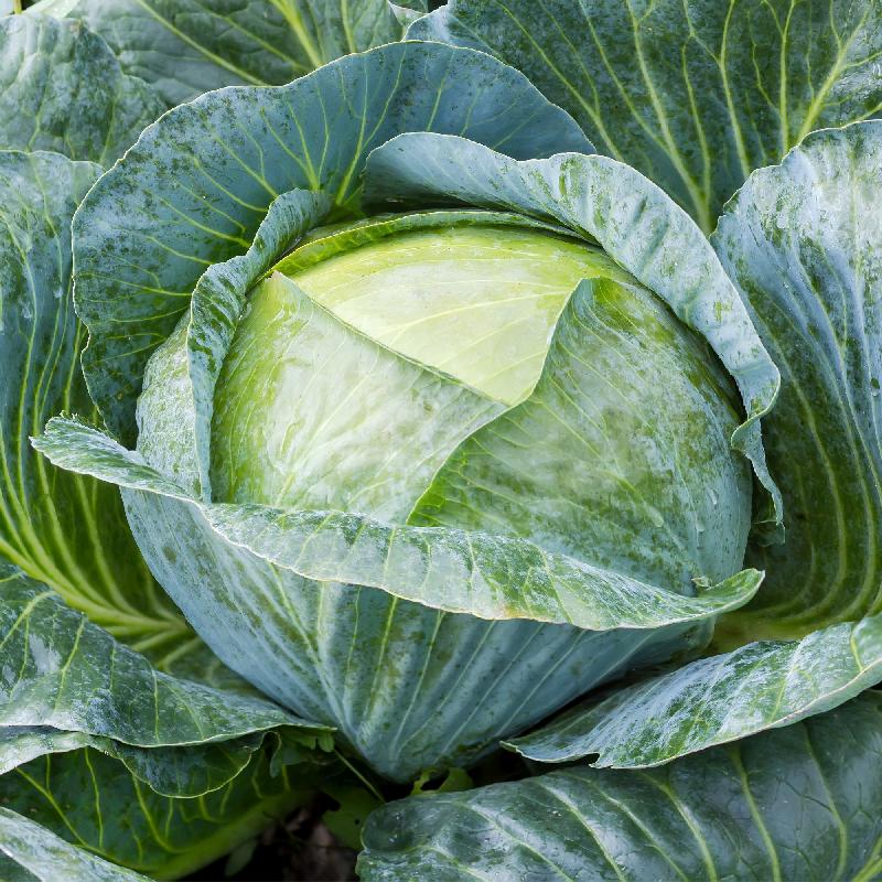Cabbage