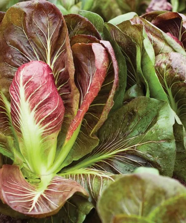 Lettuce