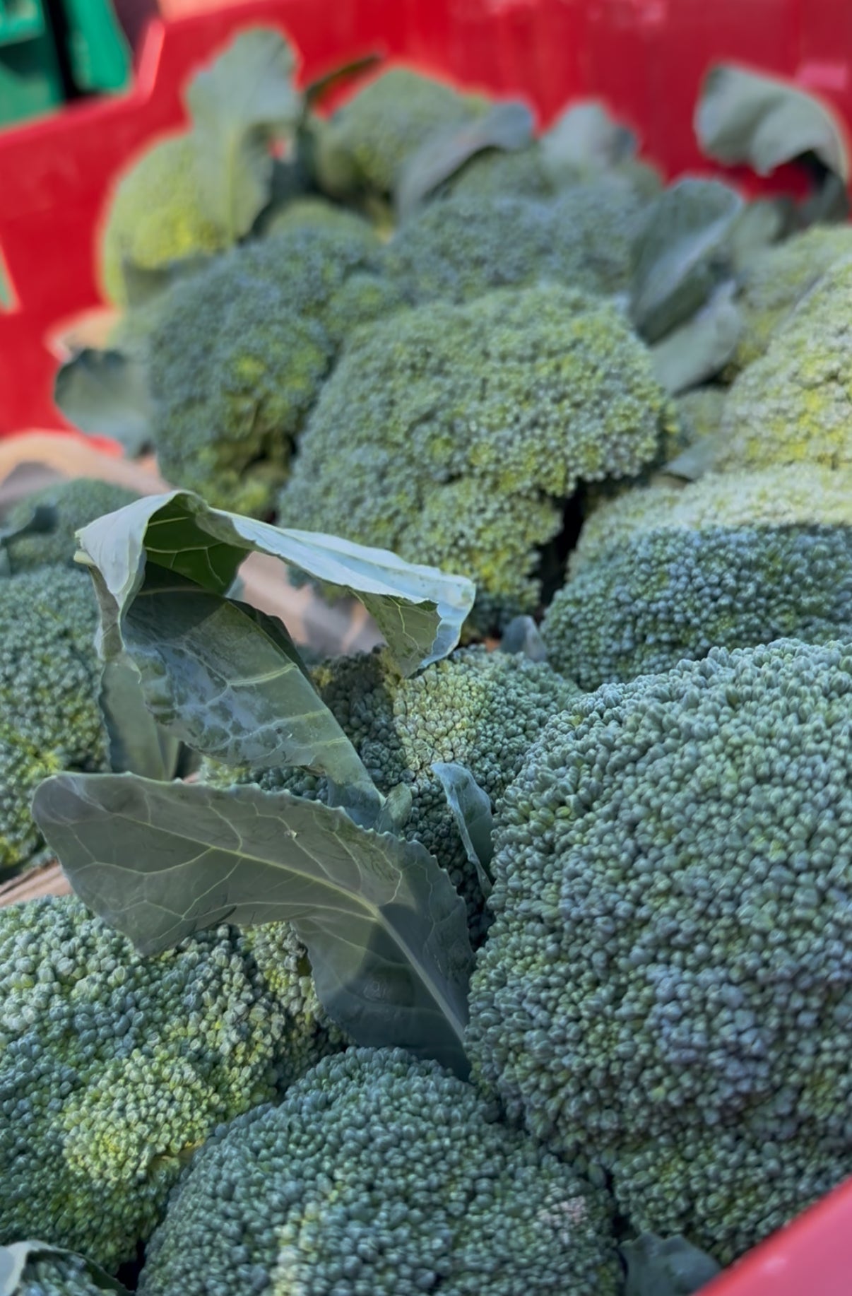 Broccoli