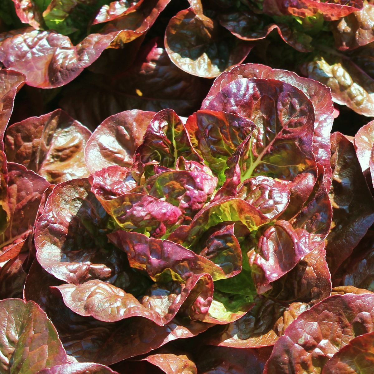 Lettuce