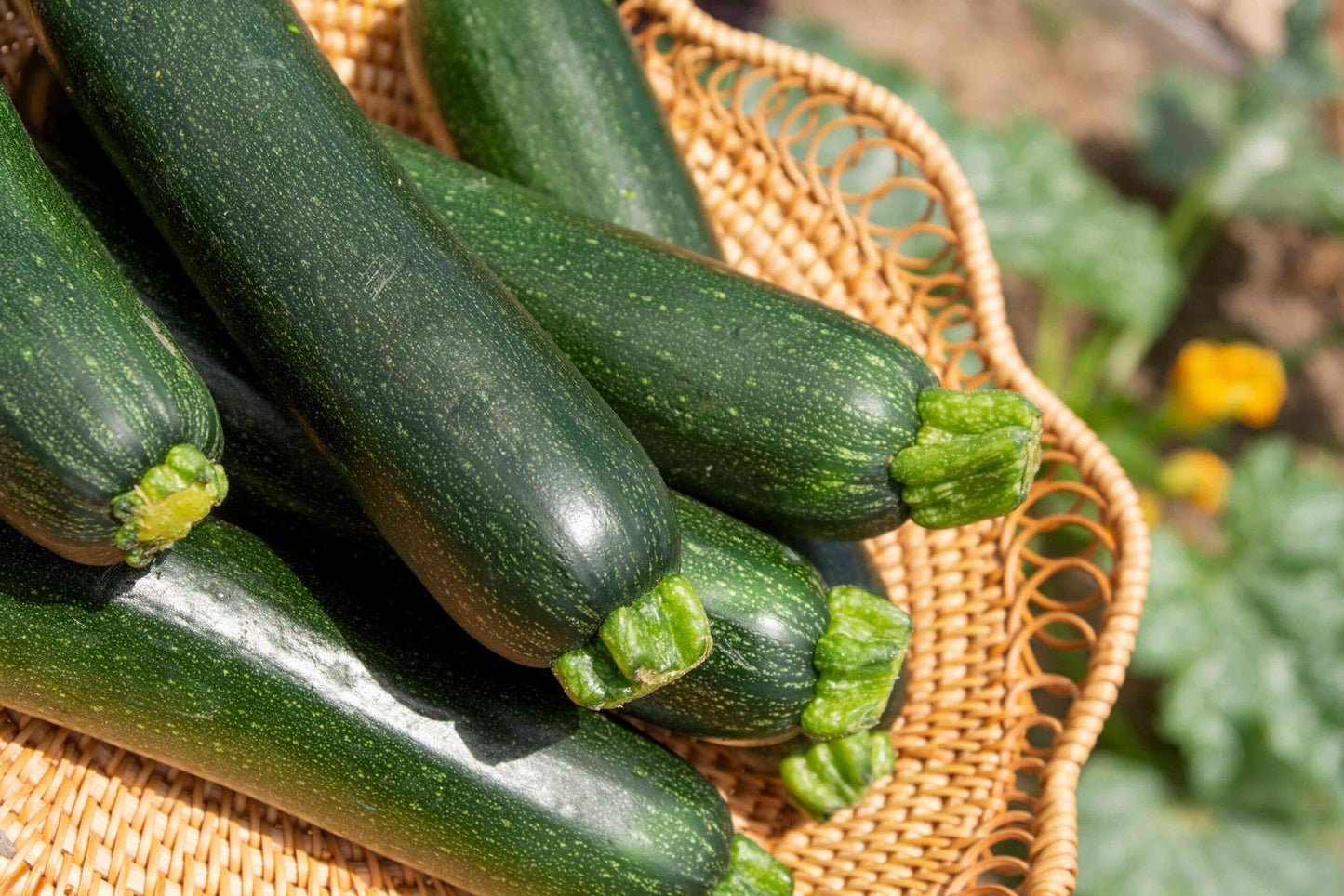 Summer Squashes