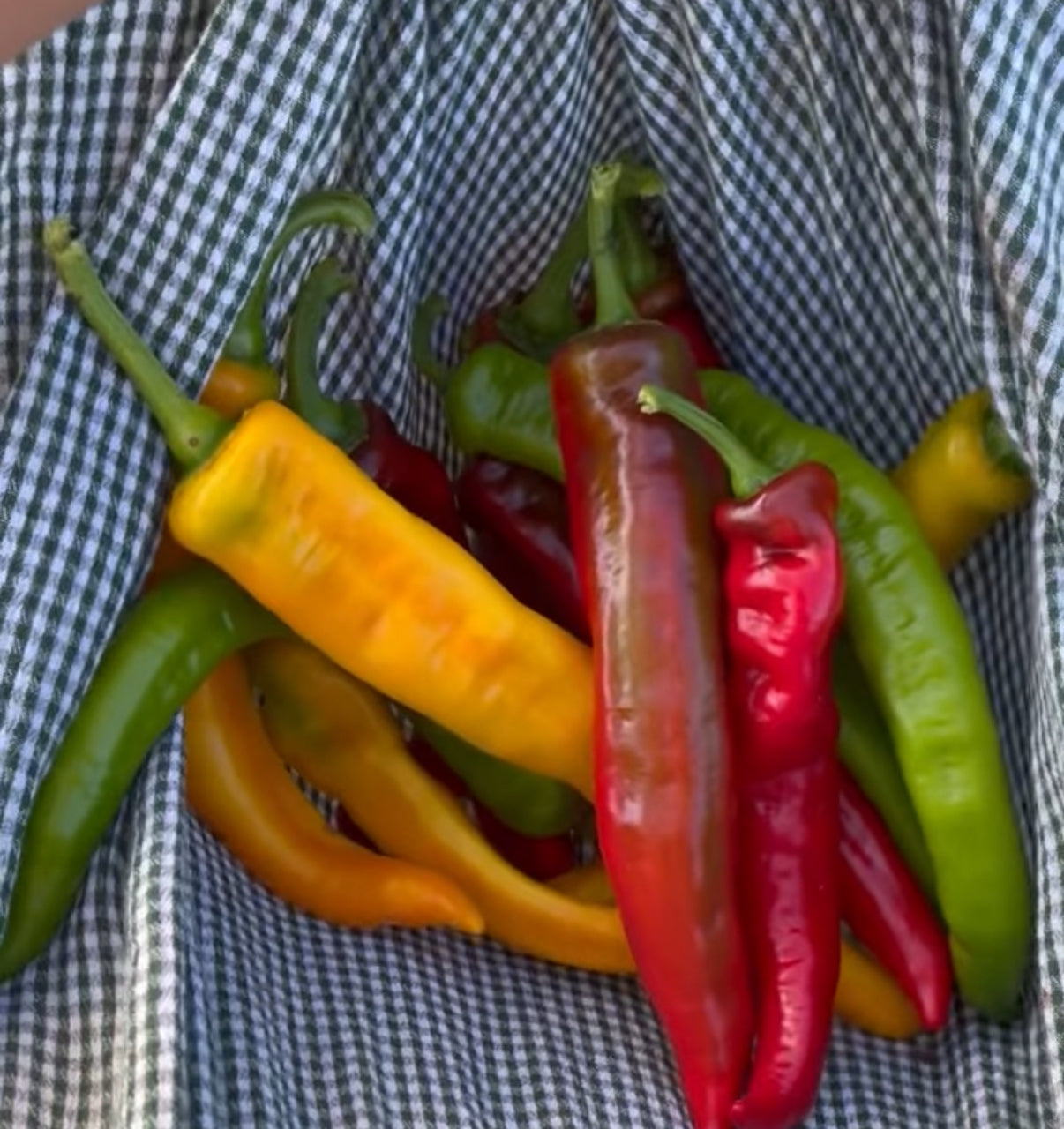 Summer Sweet Peppers