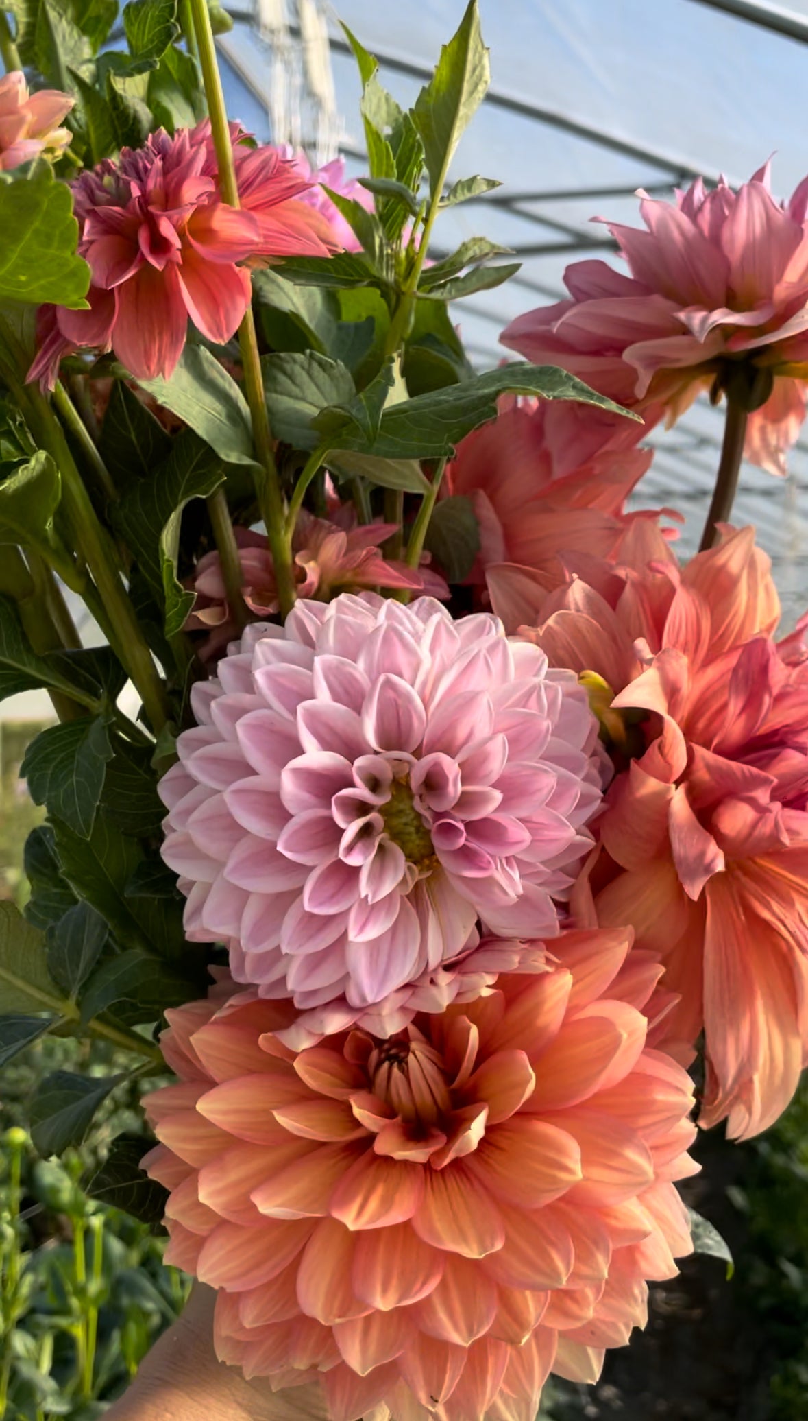 Fresh Flowers