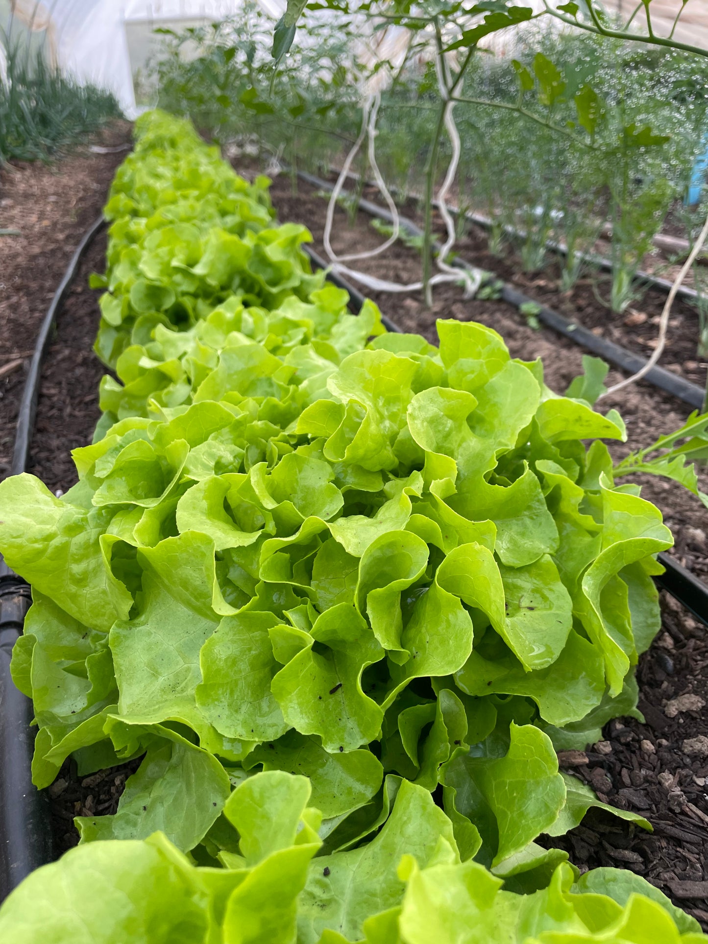 Lettuce