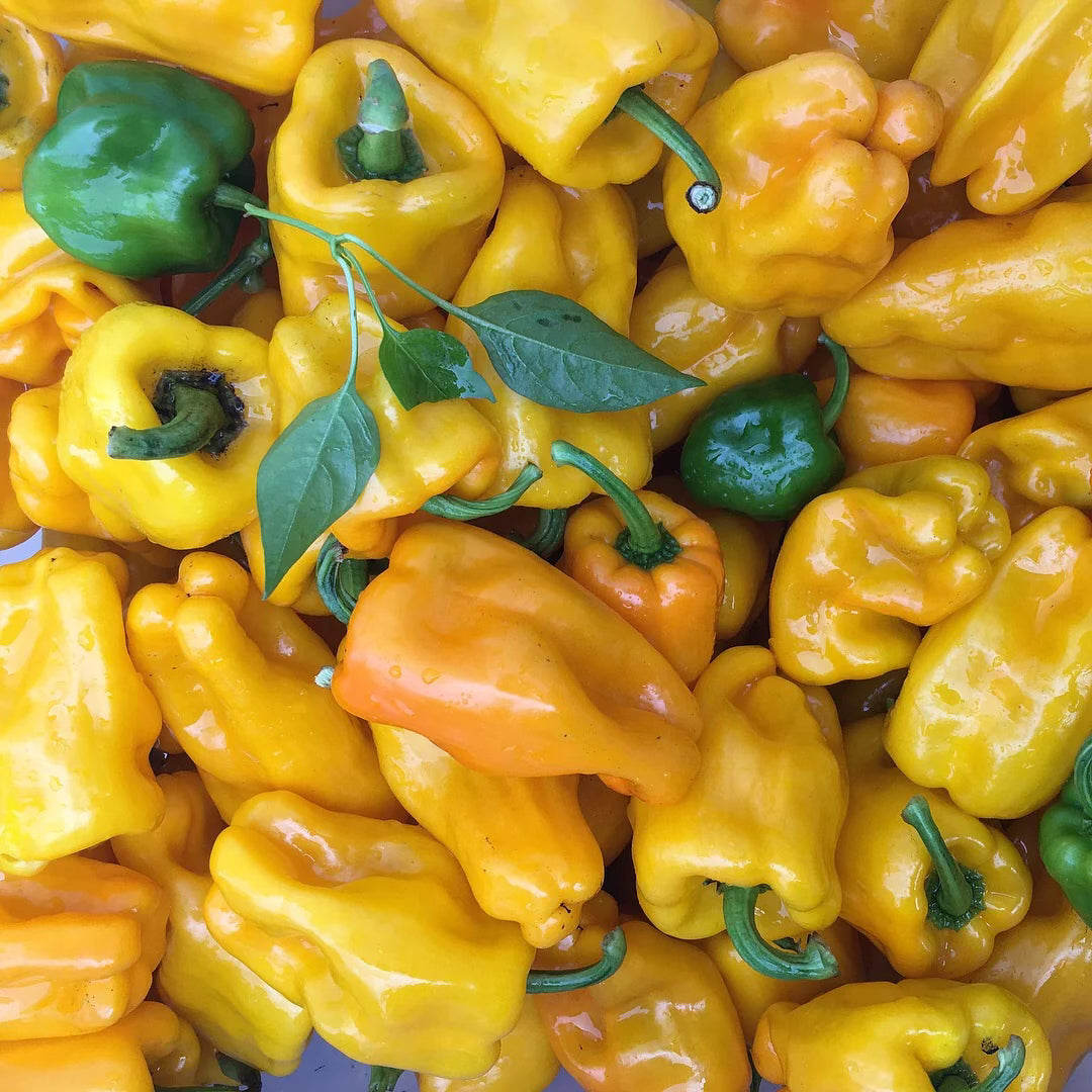Summer Sweet Peppers