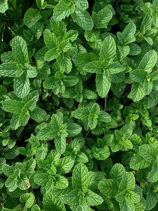 Fresh Herb Bundles