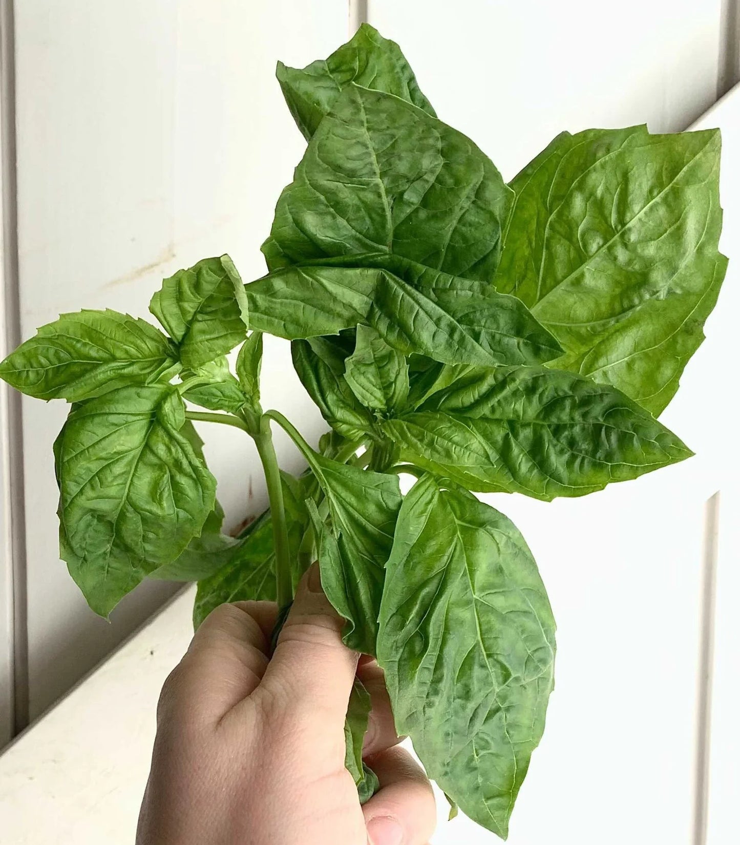 Fresh Herb Bundles