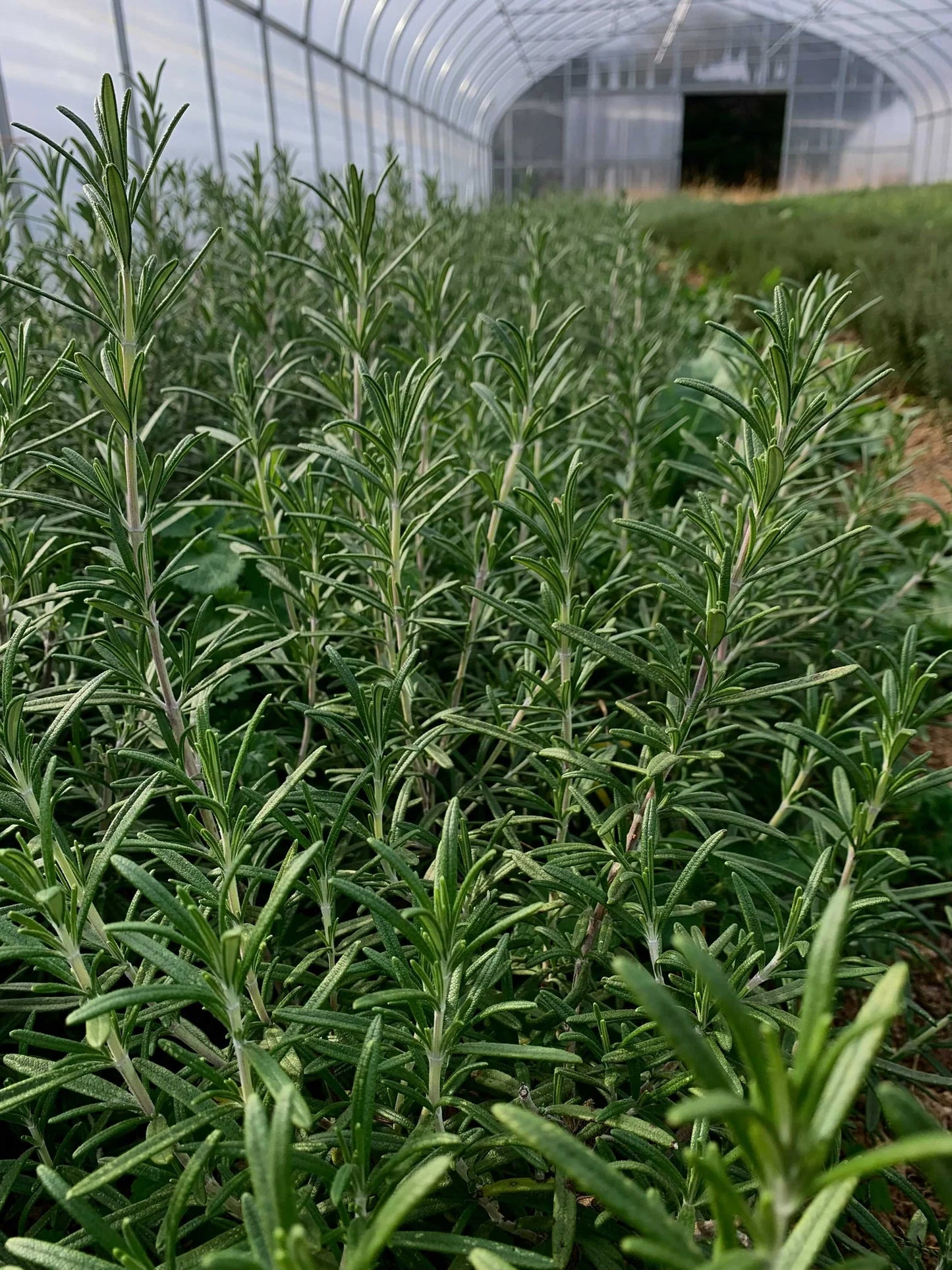 Fresh Herb Bundles