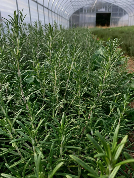 Fresh Herb Bundles