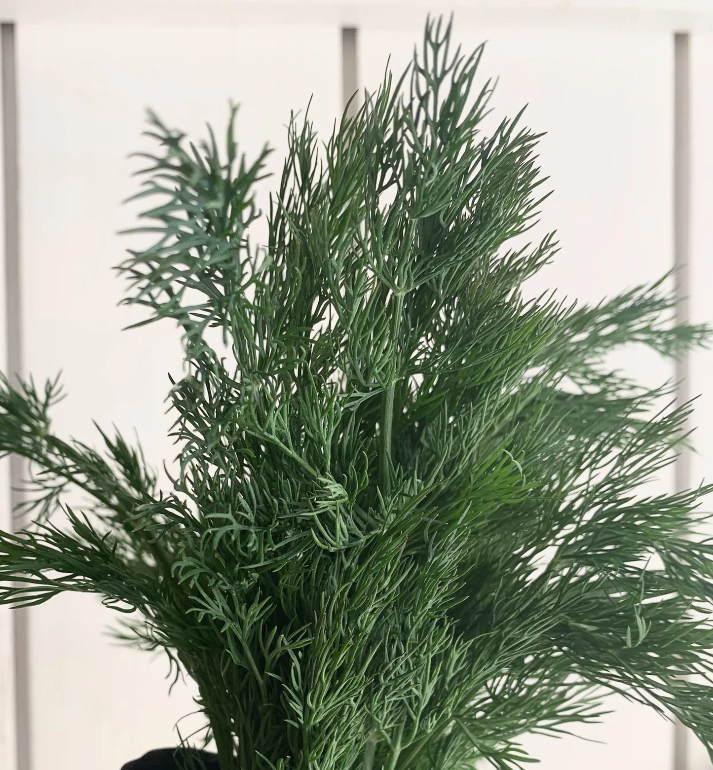 Fresh Herb Bundles