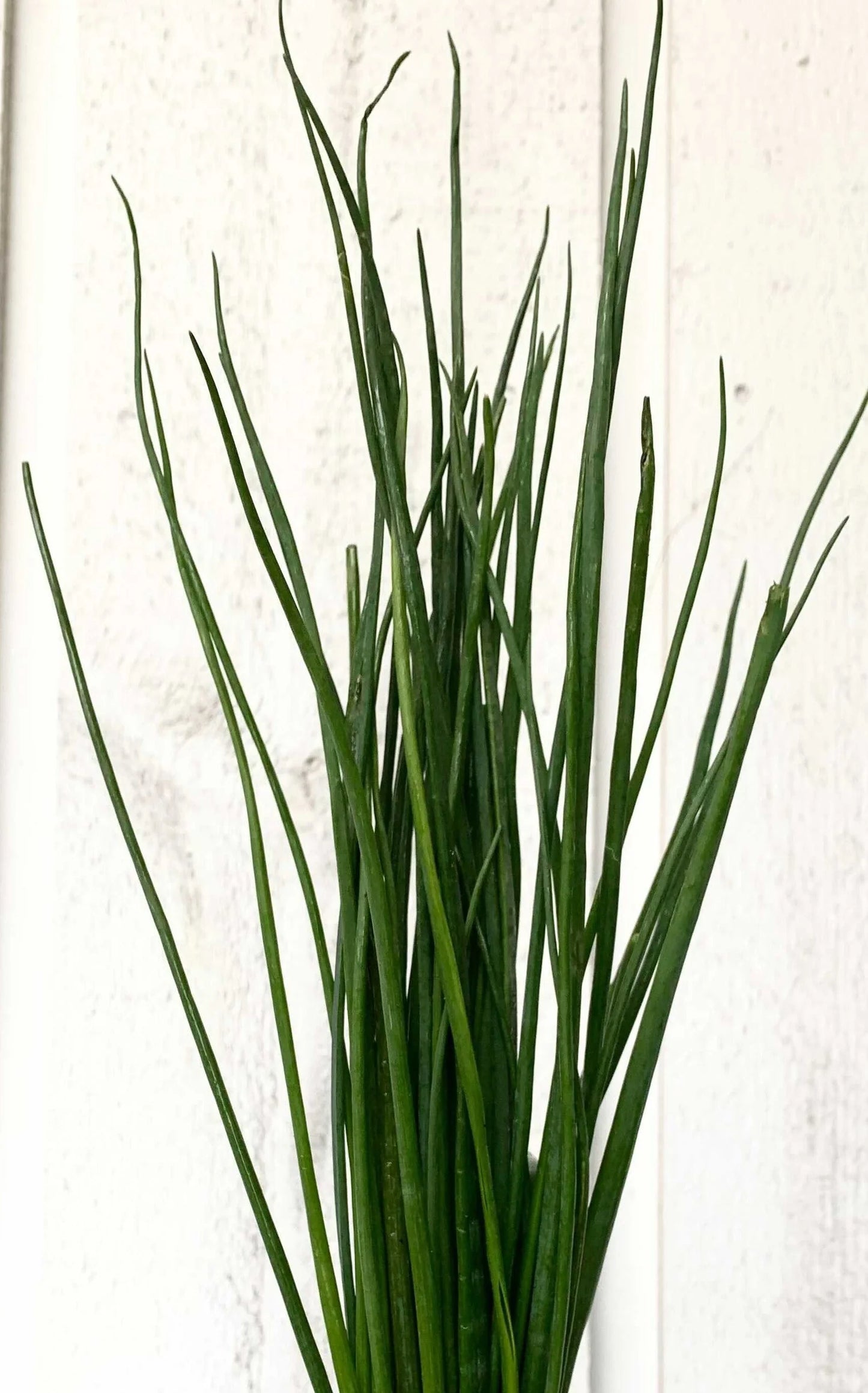 Fresh Herb Bundles