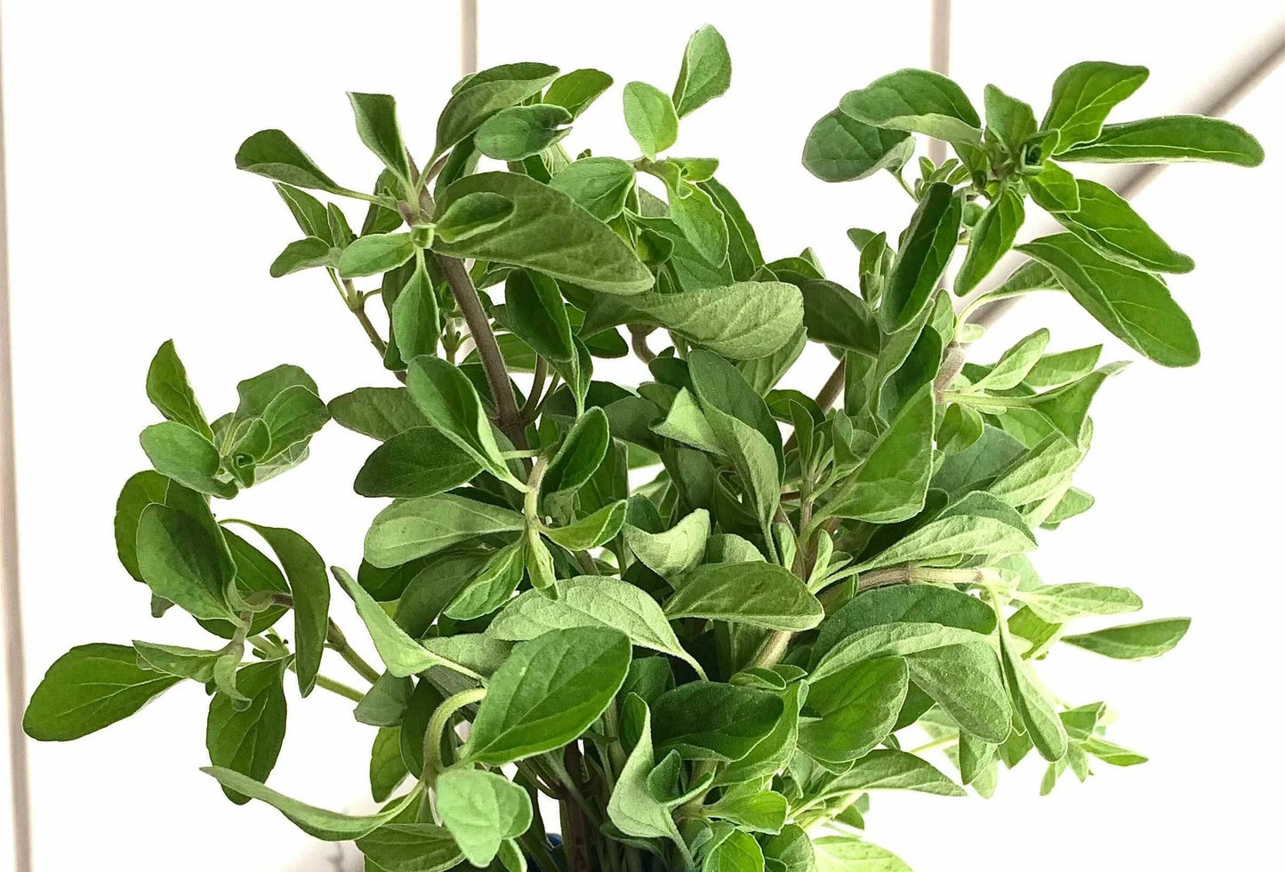 Fresh Herb Bundles