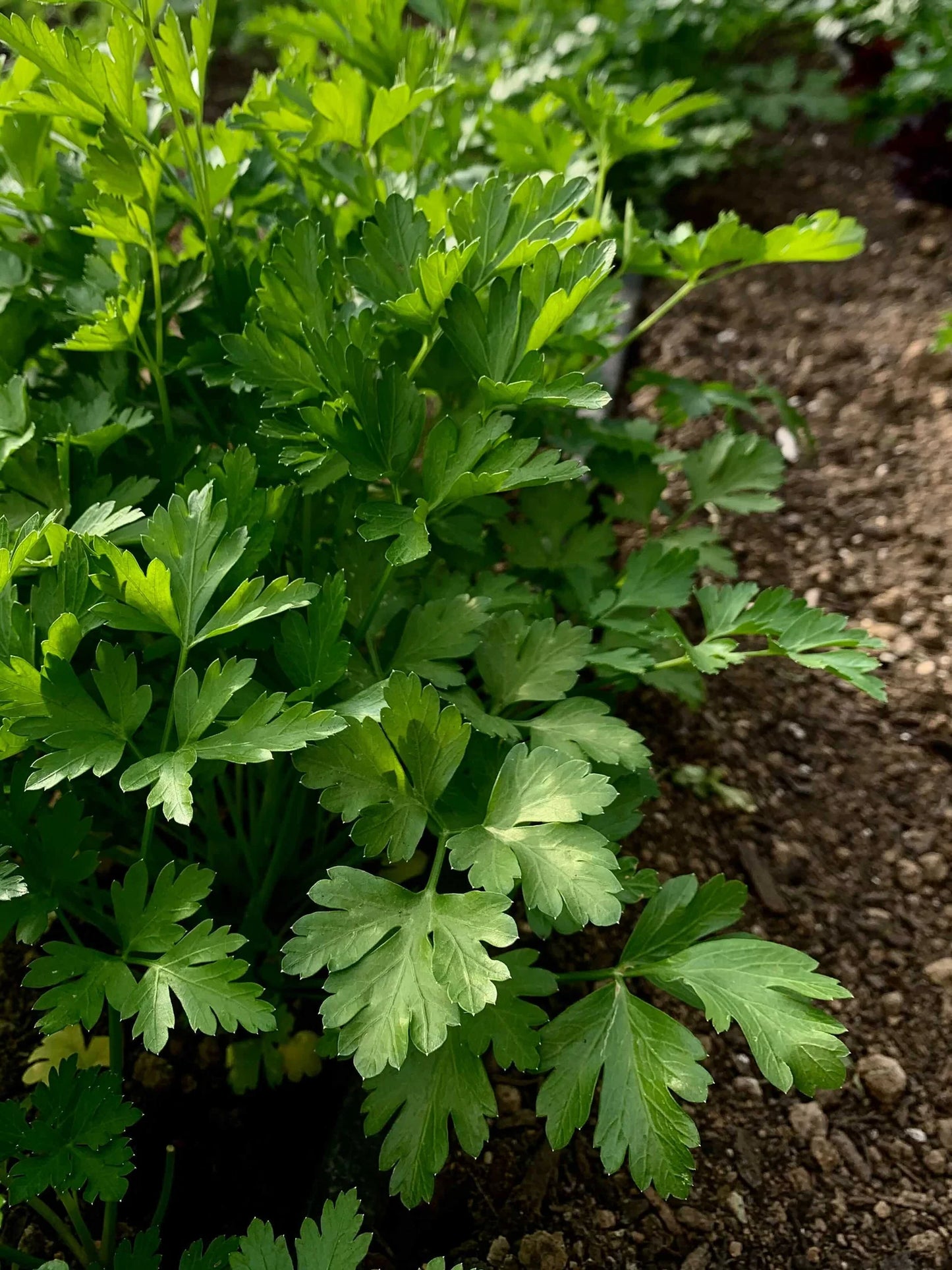 Fresh Herb Bundles