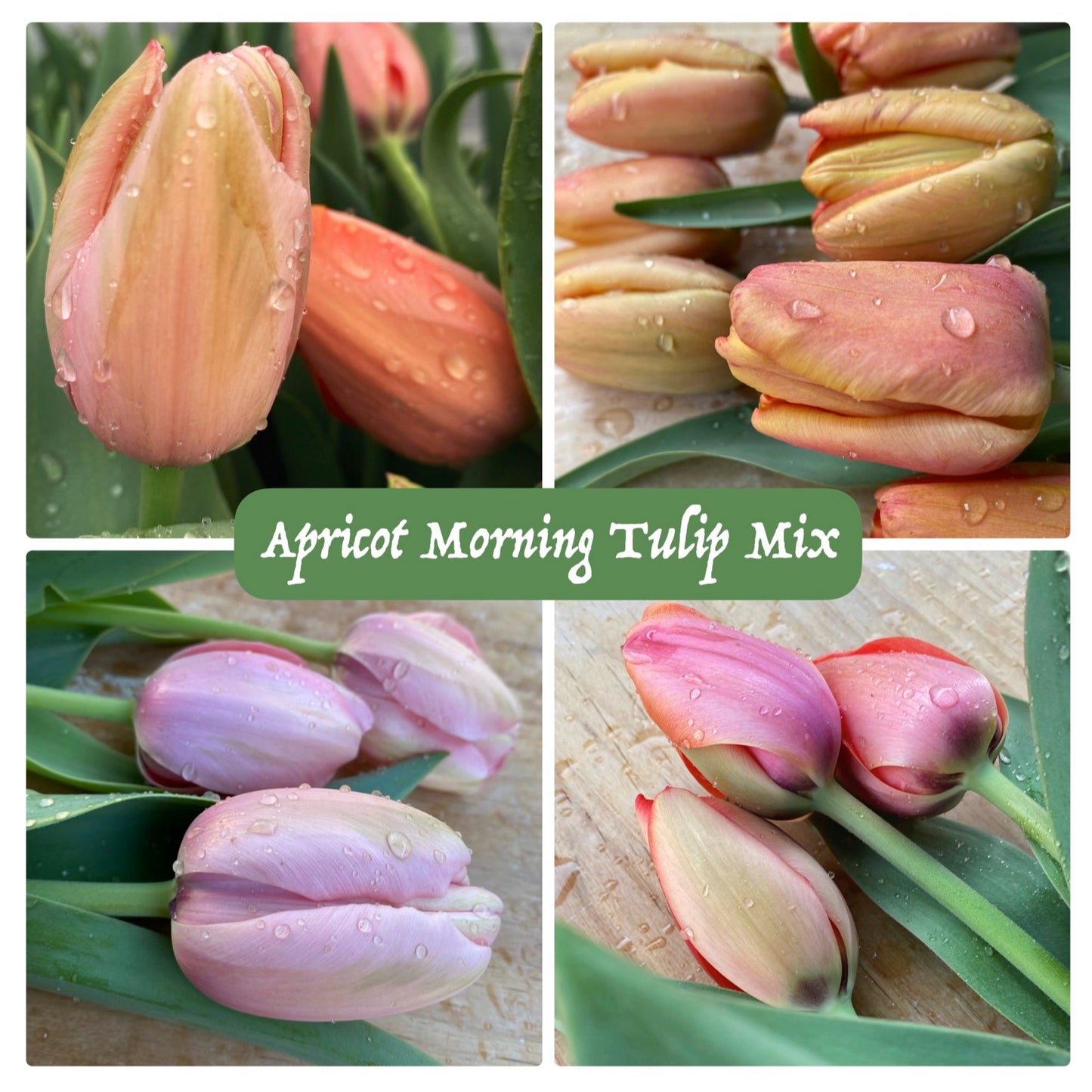 Flower Bulbs