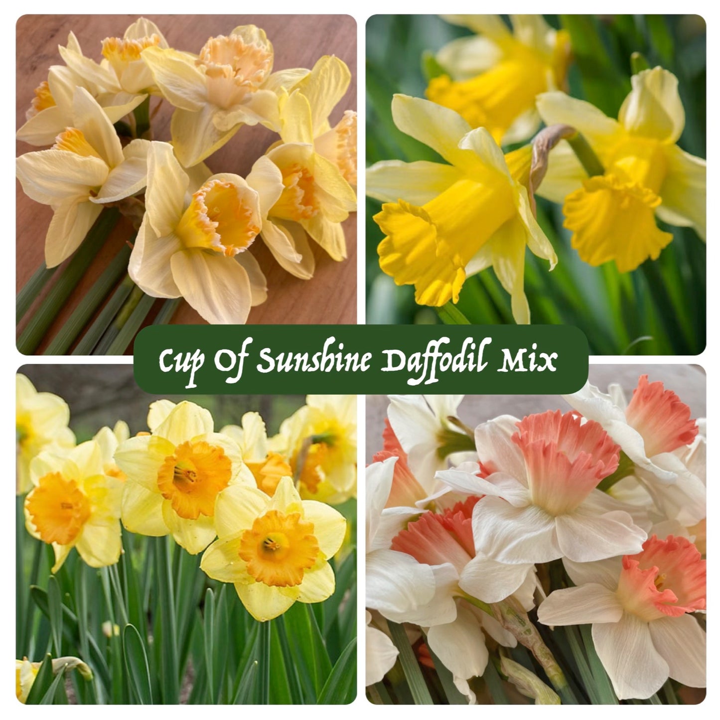 Flower Bulbs
