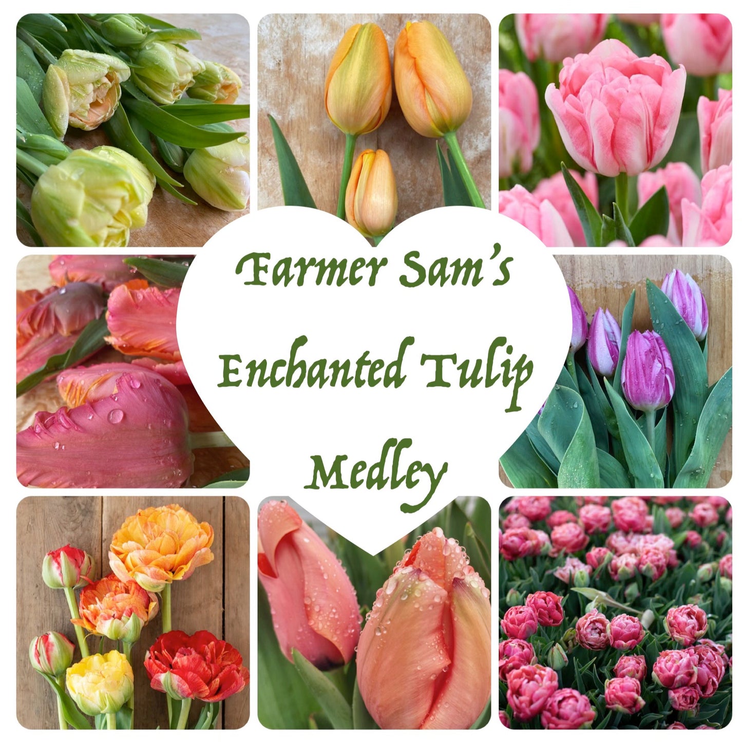 Flower Bulbs