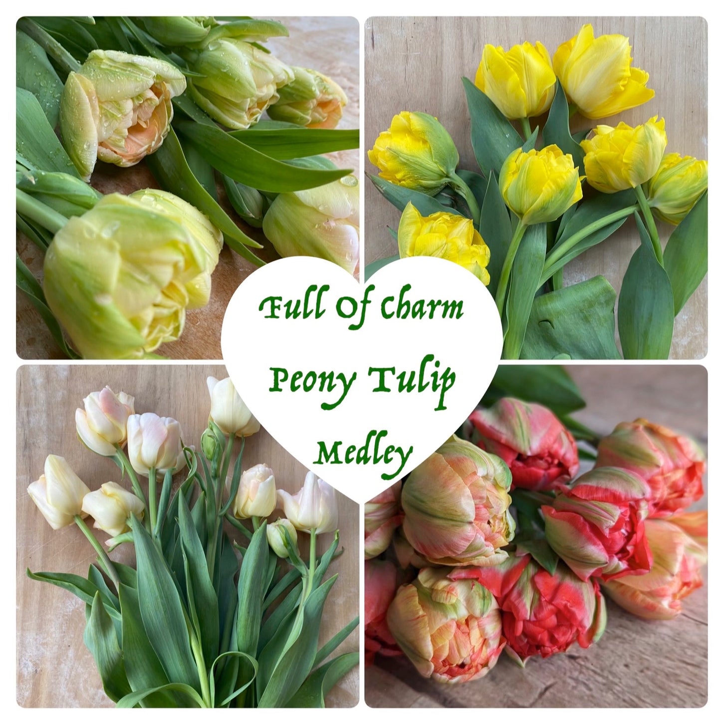 Flower Bulbs
