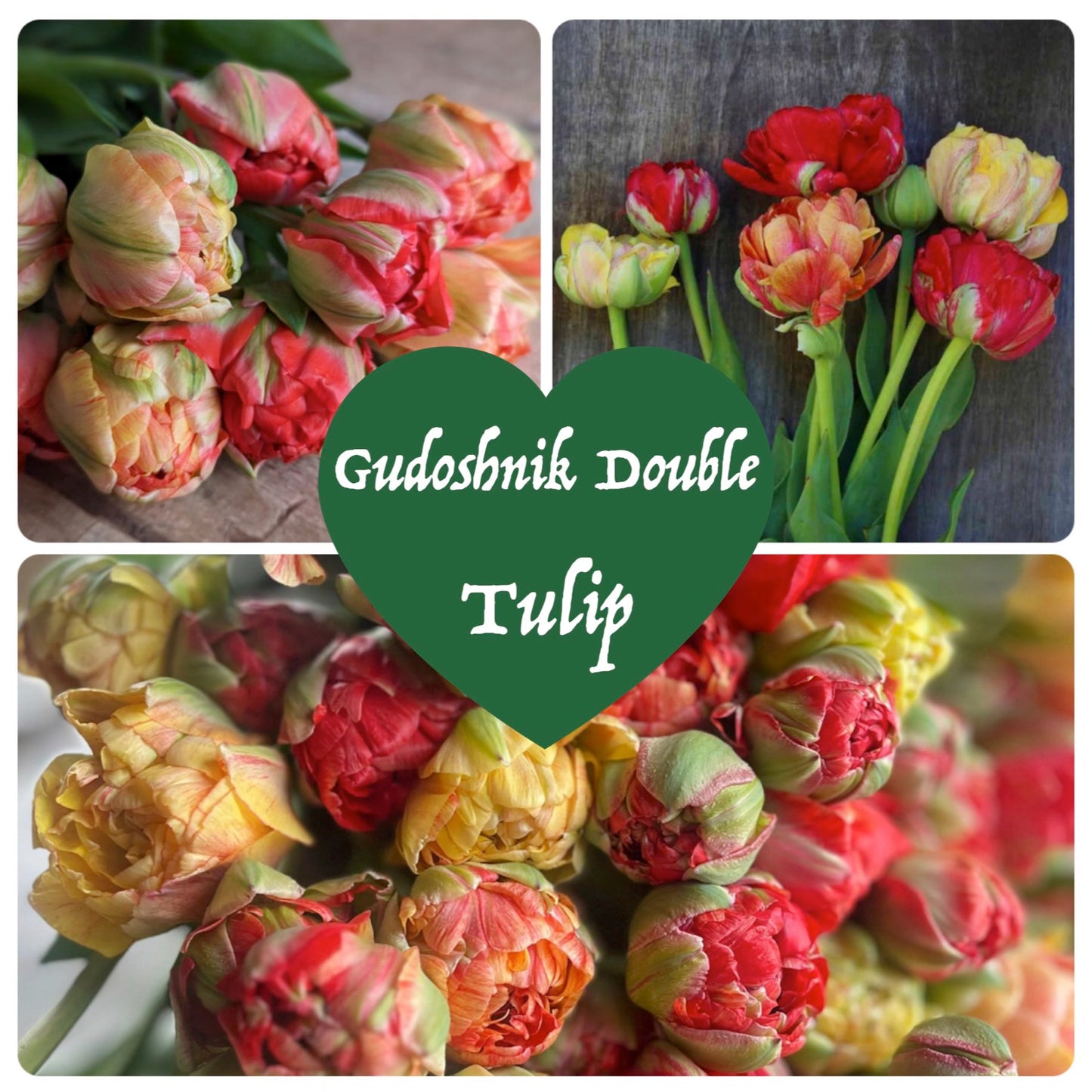 Flower Bulbs