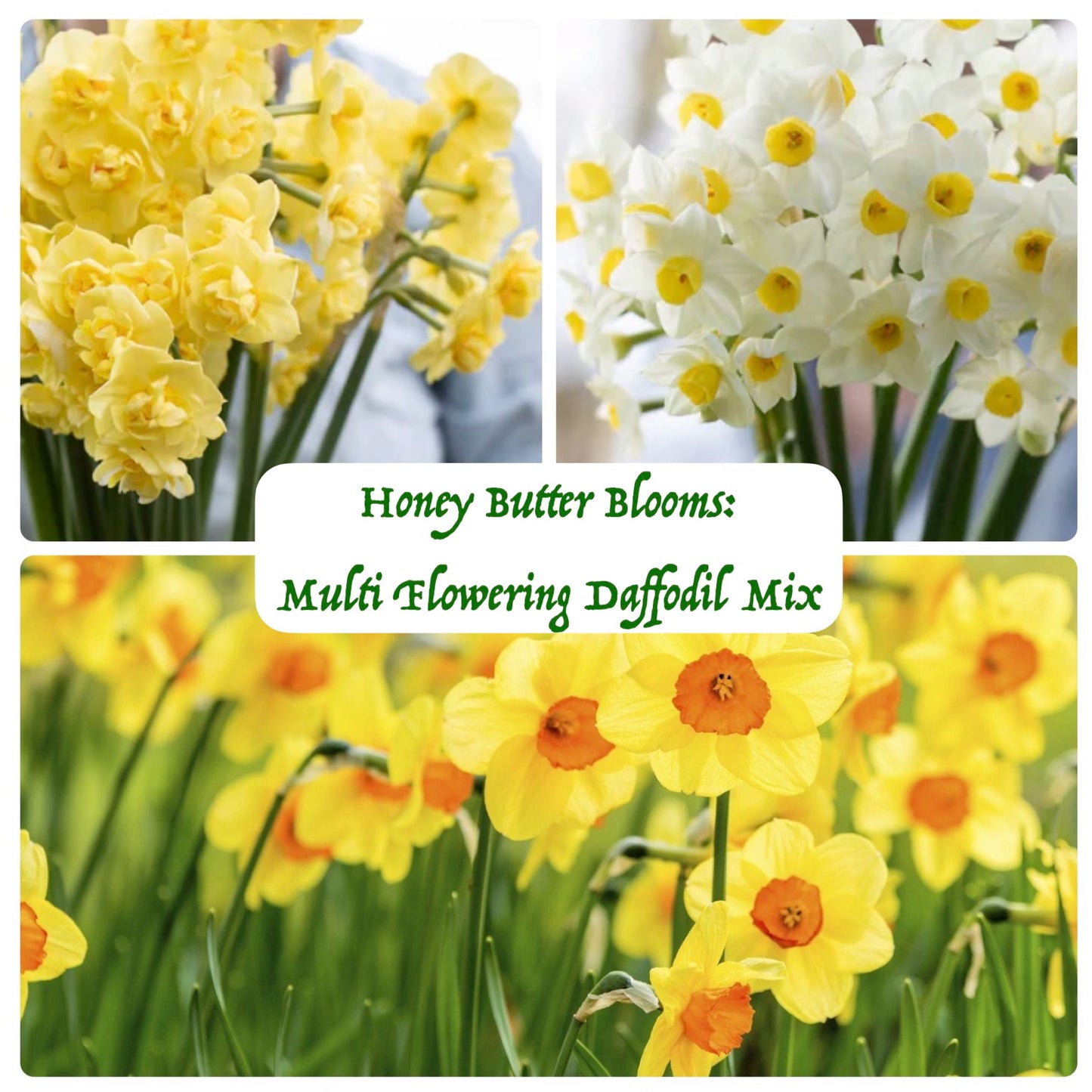 Flower Bulbs