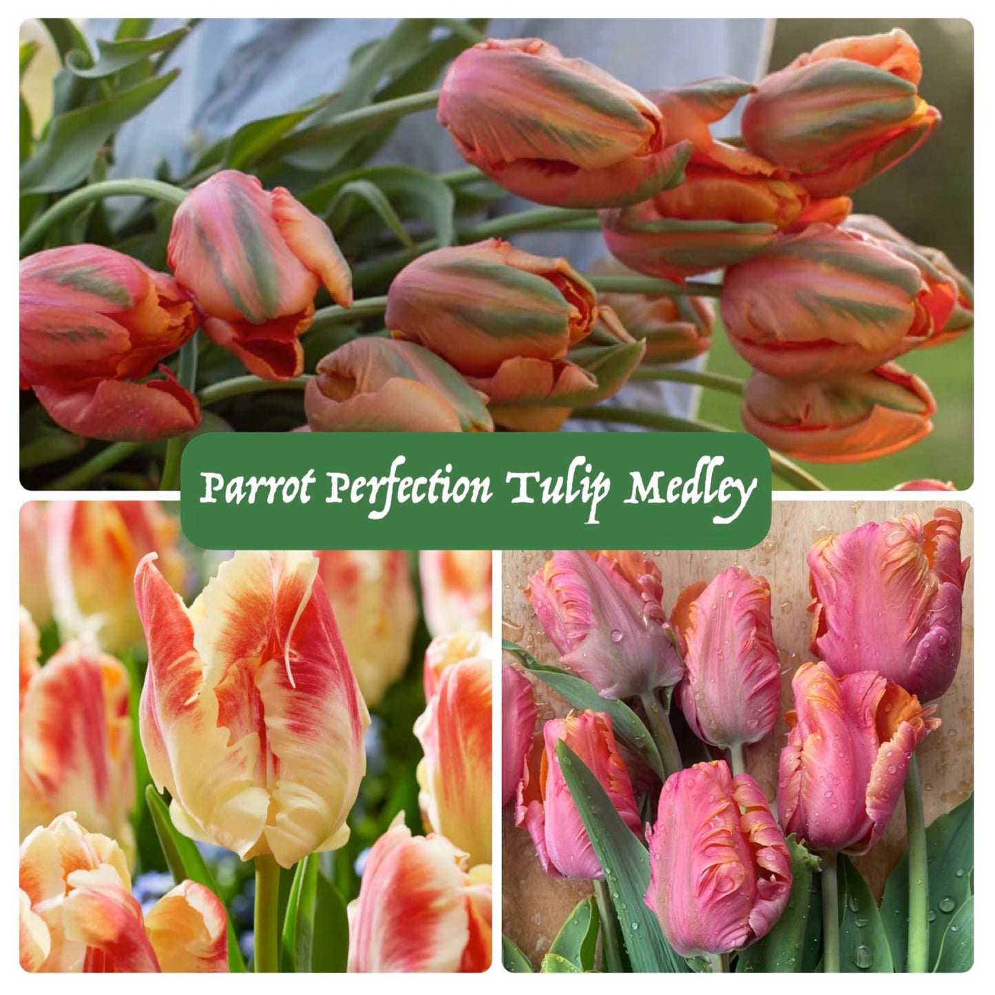 Flower Bulbs
