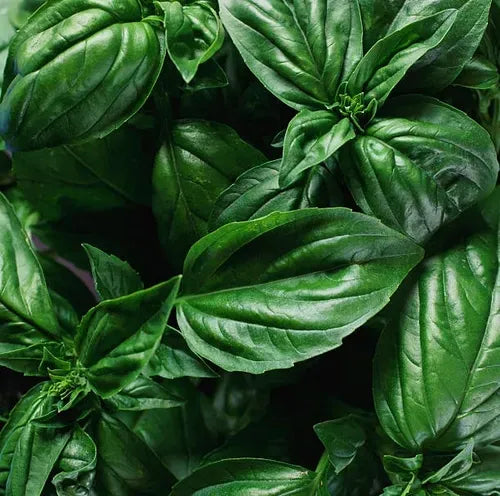 Bunches-o-Basil