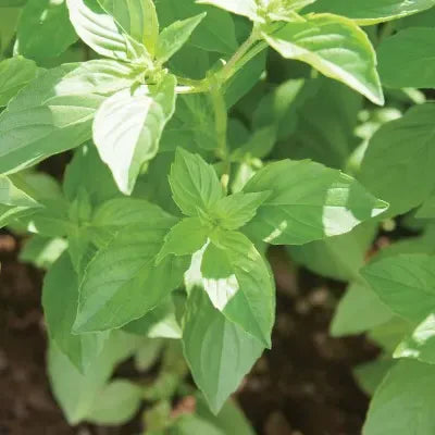 Bunches-o-Basil