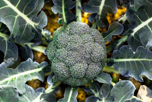 Broccoli