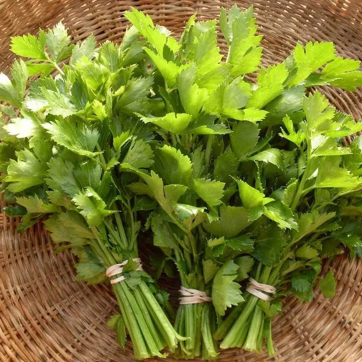 French Cutting Celery Bunches