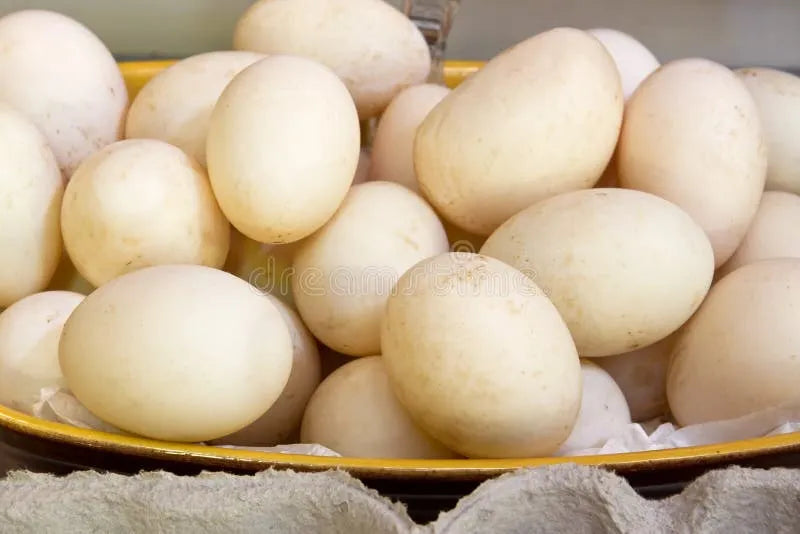 Pastured Eggs