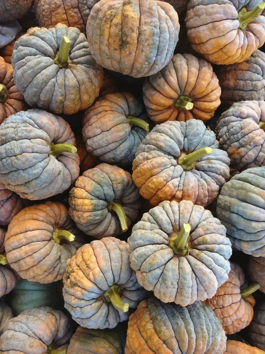 Fall Squash