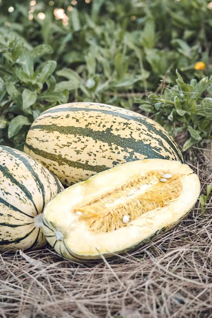 Fall Squash