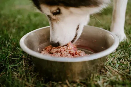 Raw Pet Food