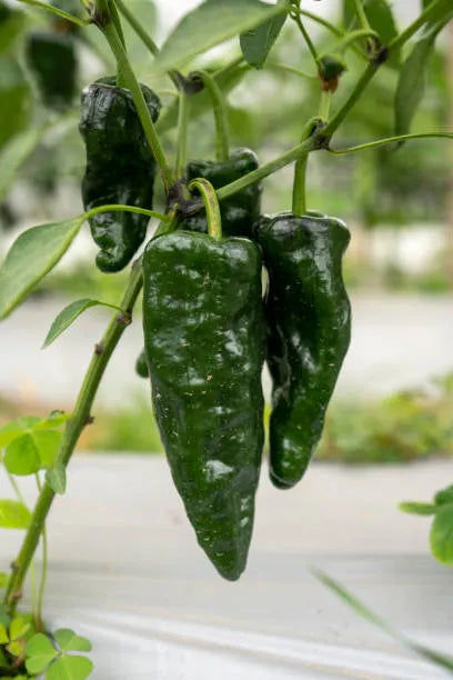 Summer Sweet Peppers