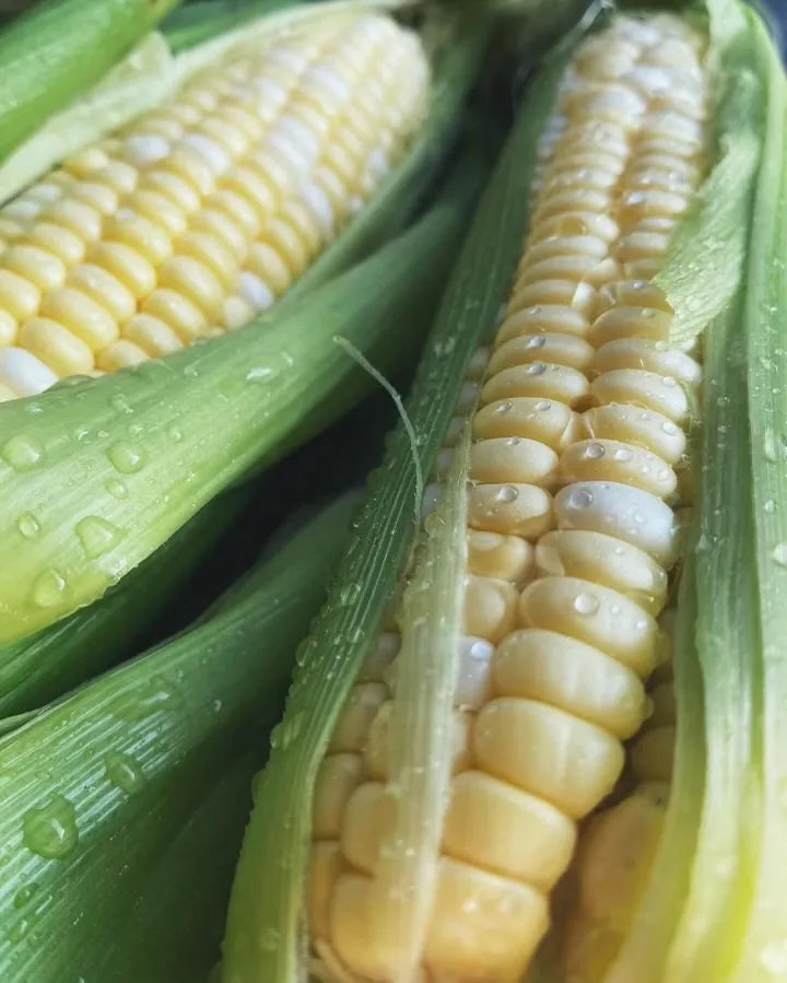 Sweet Corn