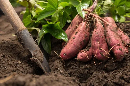 Local Potatoes