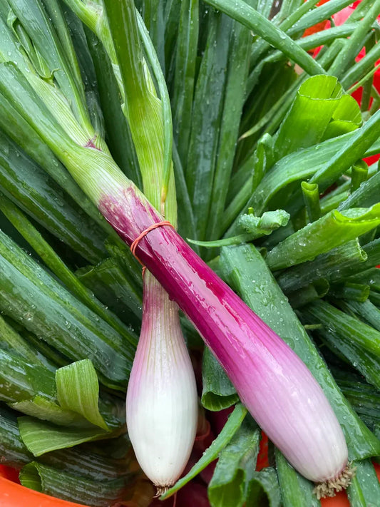 French Torpedo Onions (xl bundle)